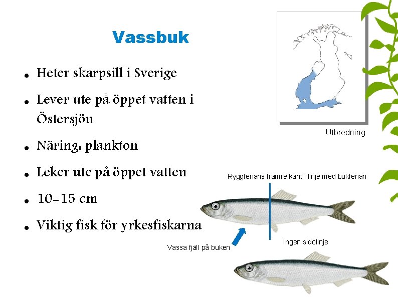 Vassbuk Heter skarpsill i Sverige Lever ute på öppet vatten i Östersjön Näring: plankton