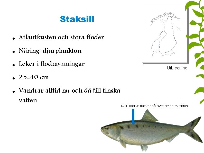 Staksill Atlantkusten och stora floder Näring: djurplankton Leker i flodmynningar 25 -40 cm Vandrar