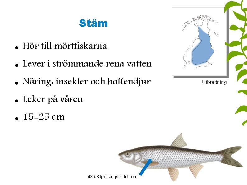 Stäm Hör till mörtfiskarna Lever i strömmande rena vatten Näring: insekter och bottendjur Leker