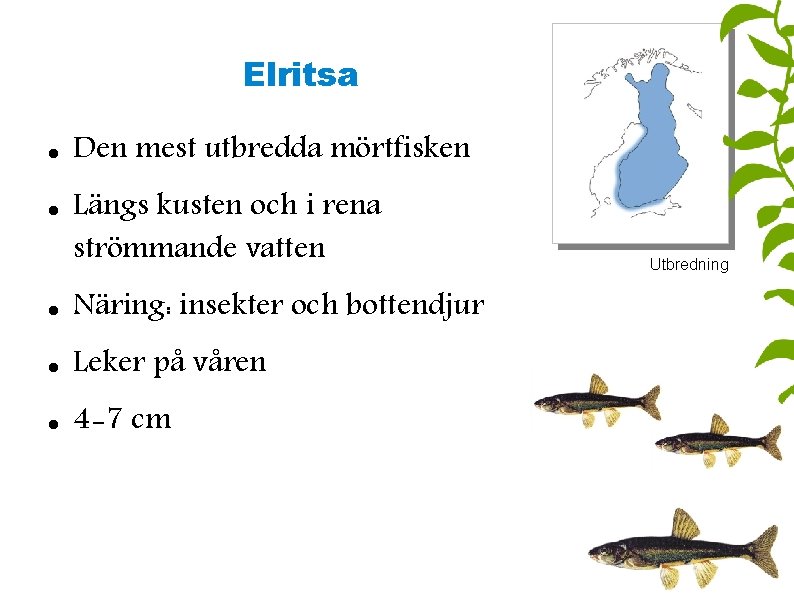 Elritsa Den mest utbredda mörtfisken Längs kusten och i rena strömmande vatten Näring: insekter