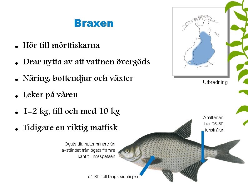 Braxen Hör till mörtfiskarna Drar nytta av att vattnen övergöds Näring: bottendjur och växter