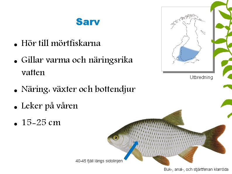 Sarv Hör till mörtfiskarna Gillar varma och näringsrika vatten Näring: växter och bottendjur Leker