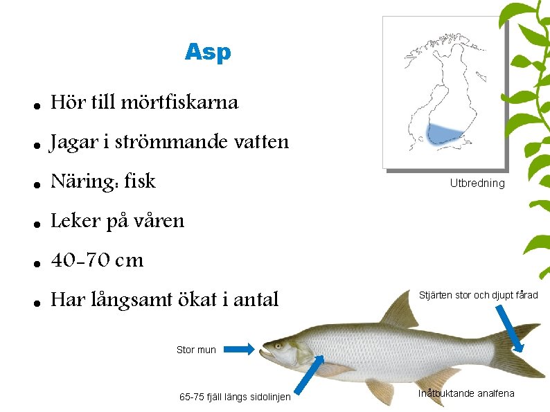 Asp Hör till mörtfiskarna Jagar i strömmande vatten Näring: fisk Leker på våren 40