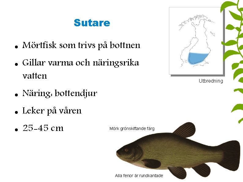 Sutare Mörtfisk som trivs på bottnen Gillar varma och näringsrika vatten Näring: bottendjur Leker
