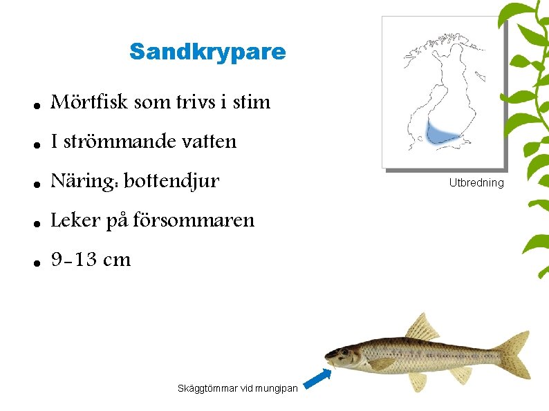 Sandkrypare Mörtfisk som trivs i stim I strömmande vatten Näring: bottendjur Leker på försommaren