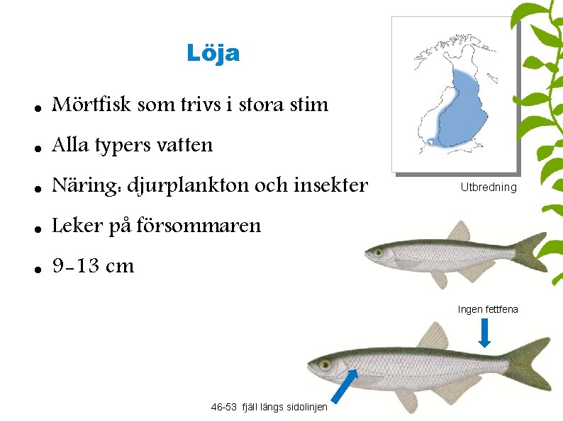 Löja Mörtfisk som trivs i stora stim Alla typers vatten Näring: djurplankton och insekter