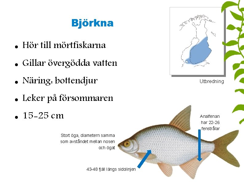 Björkna Hör till mörtfiskarna Gillar övergödda vatten Näring: bottendjur Leker på försommaren 15 -25