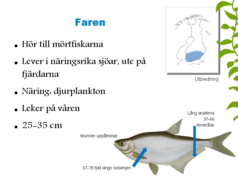 Faren Hör till mörtfiskarna Lever i näringsrika sjöar, ute på fjärdarna Näring: djurplankton Leker