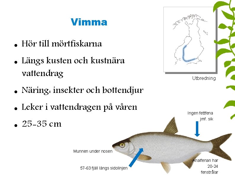 Vimma Hör till mörtfiskarna Längs kusten och kustnära vattendrag Näring: insekter och bottendjur Leker