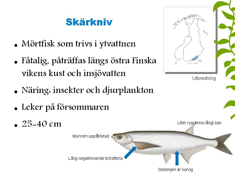 Skärkniv Mörtfisk som trivs i ytvattnen Fåtalig, påträffas längs östra Finska vikens kust och