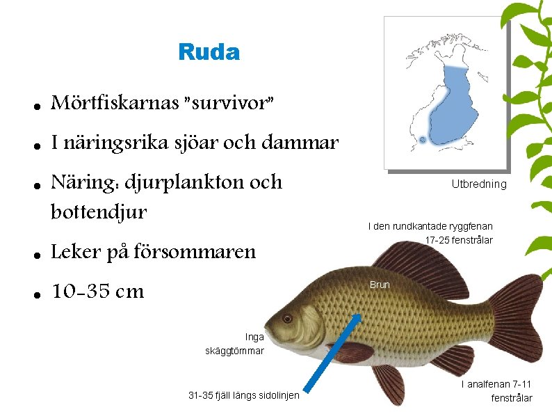 Ruda Mörtfiskarnas ”survivor” I näringsrika sjöar och dammar Näring: djurplankton och bottendjur Leker på