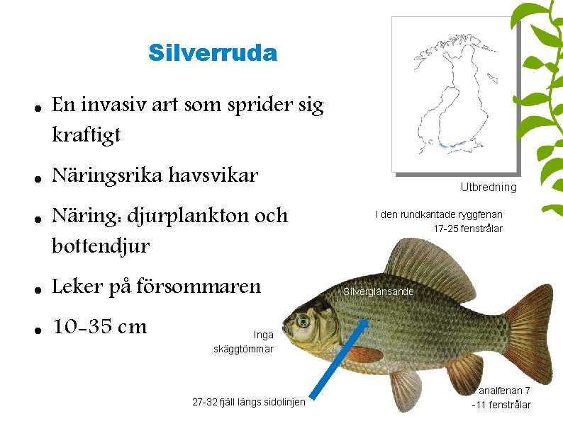 Silverruda En invasiv art som sprider sig kraftigt Näringsrika havsvikar Näring: djurplankton och bottendjur