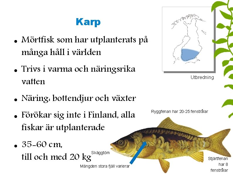 Karp Mörtfisk som har utplanterats på många håll i världen Trivs i varma och