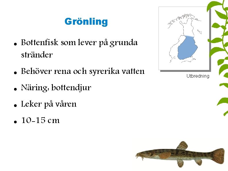 Grönling Bottenfisk som lever på grunda stränder Behöver rena och syrerika vatten Näring: bottendjur