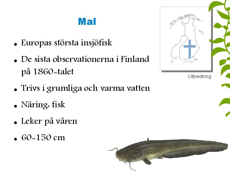 Mal Europas största insjöfisk De sista observationerna i Finland på 1860 -talet Trivs i