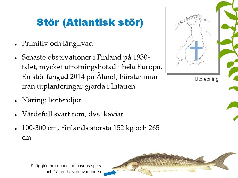 Stör (Atlantisk stör) Primitiv och långlivad Senaste observationer i Finland på 1930 talet, mycket