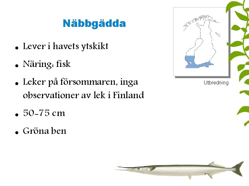 Näbbgädda Lever i havets ytskikt Näring: fisk Leker på försommaren, inga observationer av lek