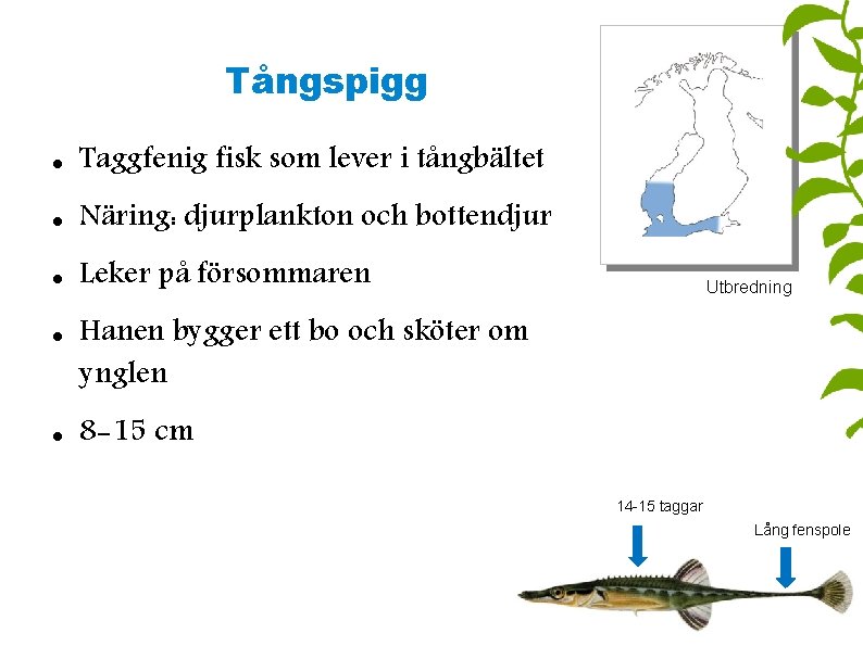 Tångspigg Taggfenig fisk som lever i tångbältet Näring: djurplankton och bottendjur Leker på försommaren