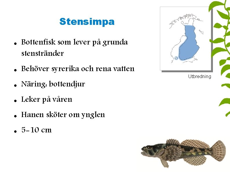 Stensimpa Bottenfisk som lever på grunda stenstränder Behöver syrerika och rena vatten Näring: bottendjur