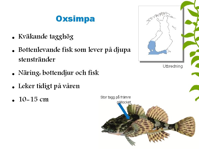 Oxsimpa Kväkande tagghög Bottenlevande fisk som lever på djupa stenstränder Näring: bottendjur och fisk