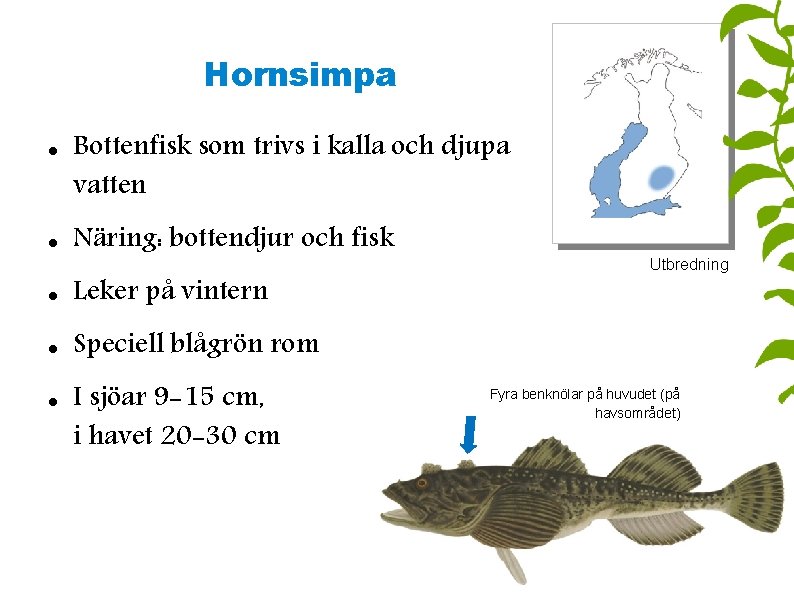Hornsimpa Bottenfisk som trivs i kalla och djupa vatten Näring: bottendjur och fisk Leker