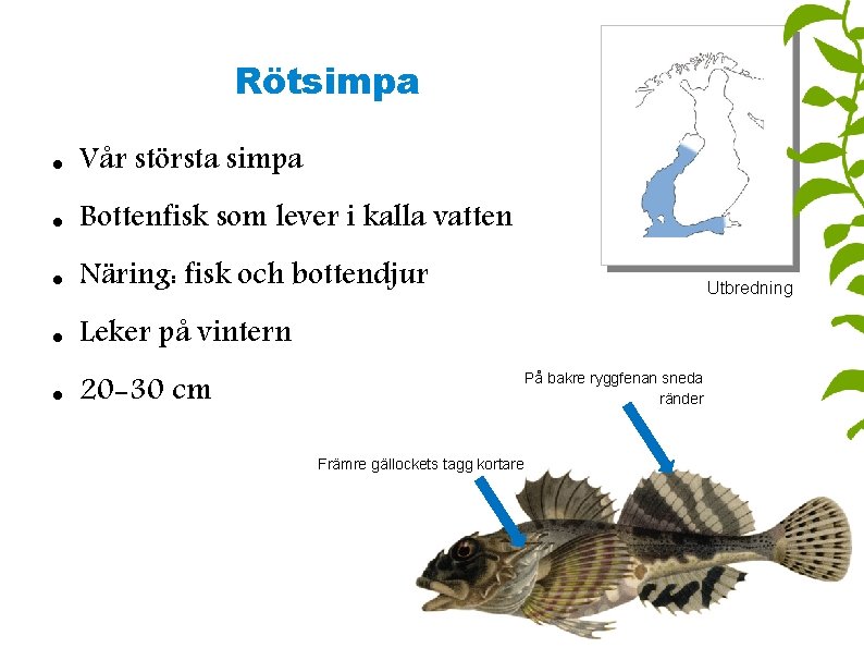 Rötsimpa Vår största simpa Bottenfisk som lever i kalla vatten Näring: fisk och bottendjur