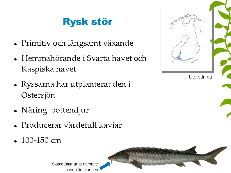 Rysk stör Primitiv och långsamt växande Hemmahörande i Svarta havet och Kaspiska havet Ryssarna