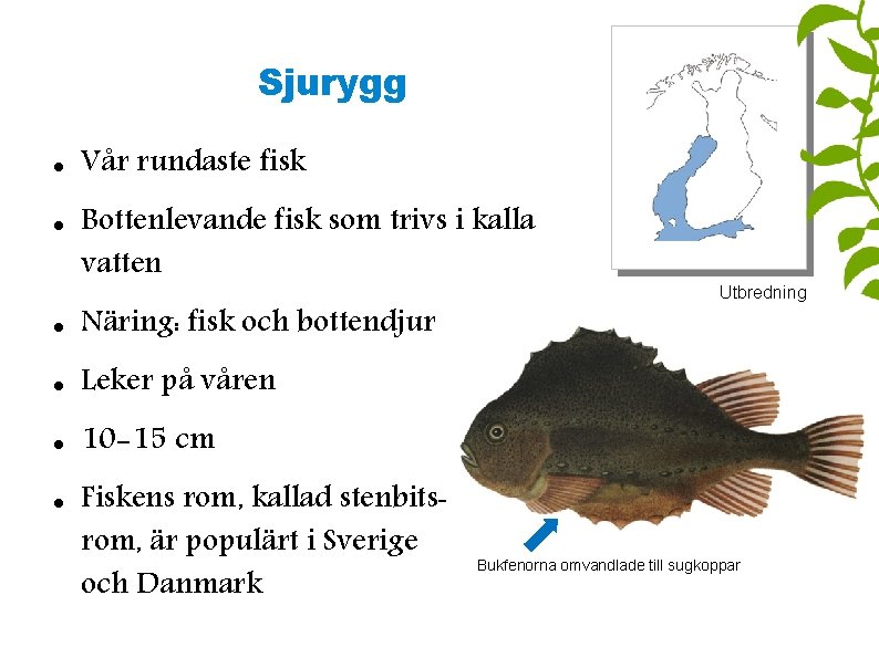 Sjurygg Vår rundaste fisk Bottenlevande fisk som trivs i kalla vatten Näring: fisk och