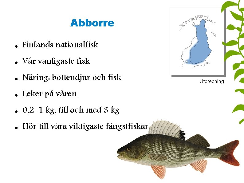 Abborre Finlands nationalfisk Vår vanligaste fisk Näring: bottendjur och fisk Leker på våren 0,