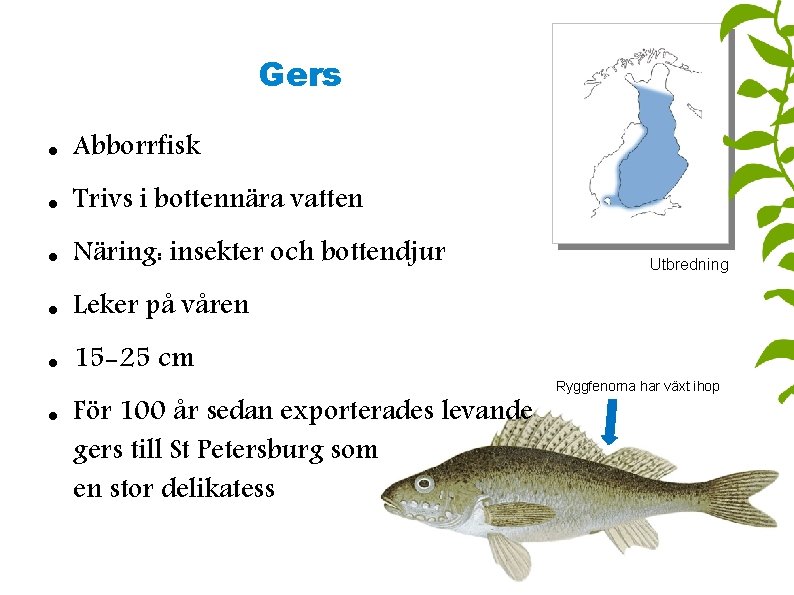 Gers Abborrfisk Trivs i bottennära vatten Näring: insekter och bottendjur Leker på våren 15