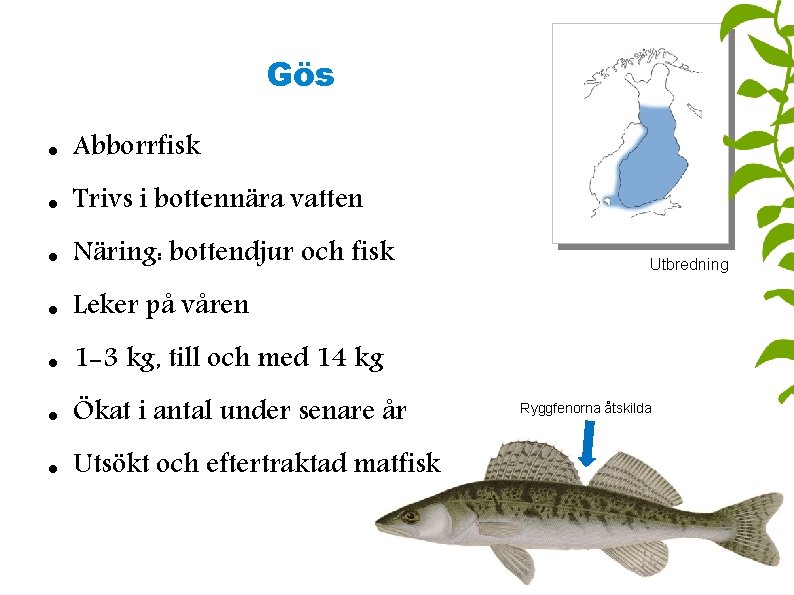 Gös Abborrfisk Trivs i bottennära vatten Näring: bottendjur och fisk Leker på våren 1