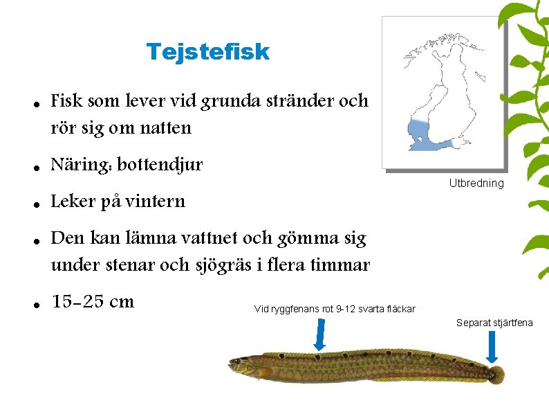 Tejstefisk Fisk som lever vid grunda stränder och rör sig om natten Näring: bottendjur