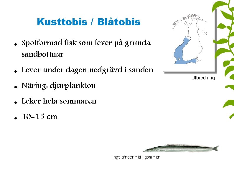 Kusttobis / Blåtobis Spolformad fisk som lever på grunda sandbottnar Lever under dagen nedgrävd