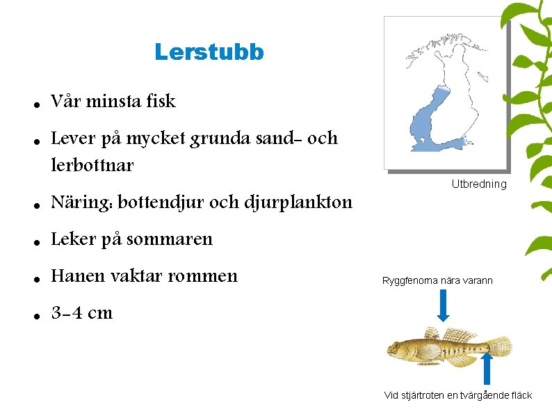 Lerstubb Vår minsta fisk Lever på mycket grunda sand- och lerbottnar Näring: bottendjur och