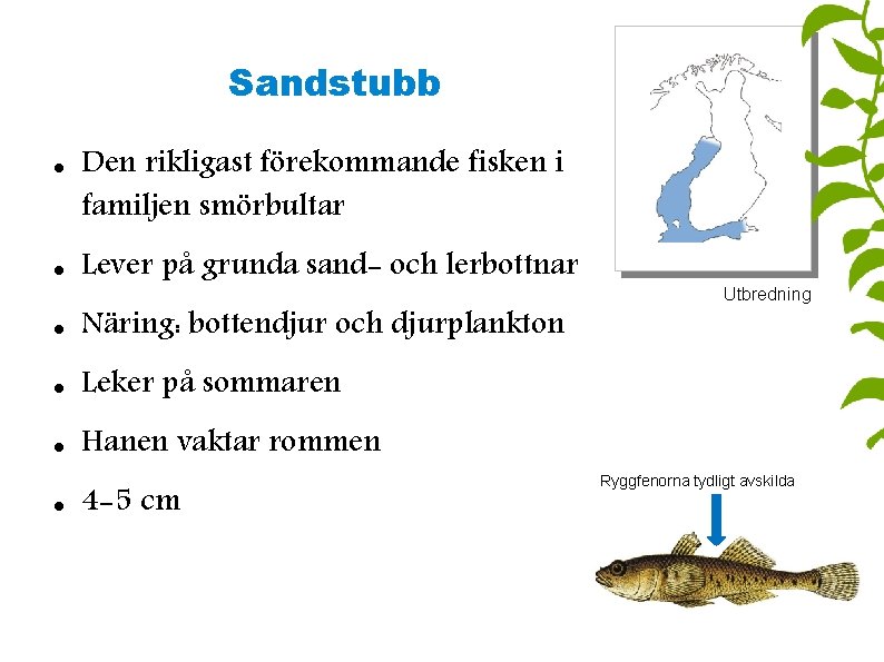 Sandstubb Den rikligast förekommande fisken i familjen smörbultar Lever på grunda sand- och lerbottnar