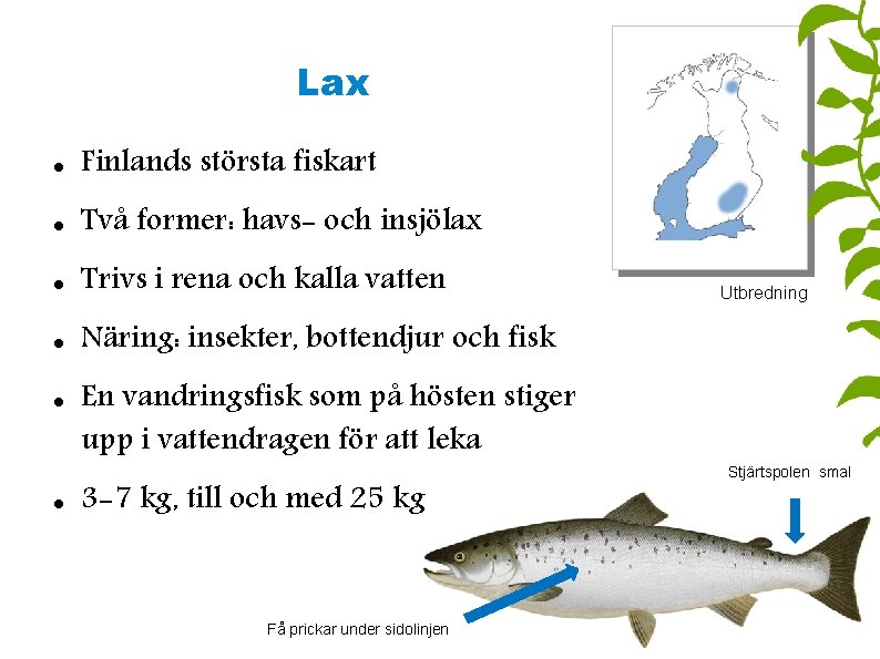 Lax Finlands största fiskart Två former: havs- och insjölax Trivs i rena och kalla