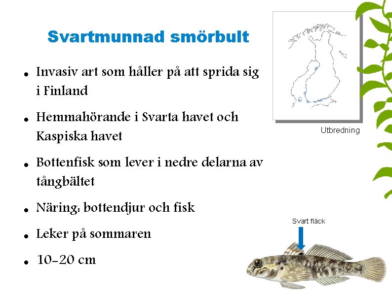 Svartmunnad smörbult Invasiv art som håller på att sprida sig i Finland Hemmahörande i