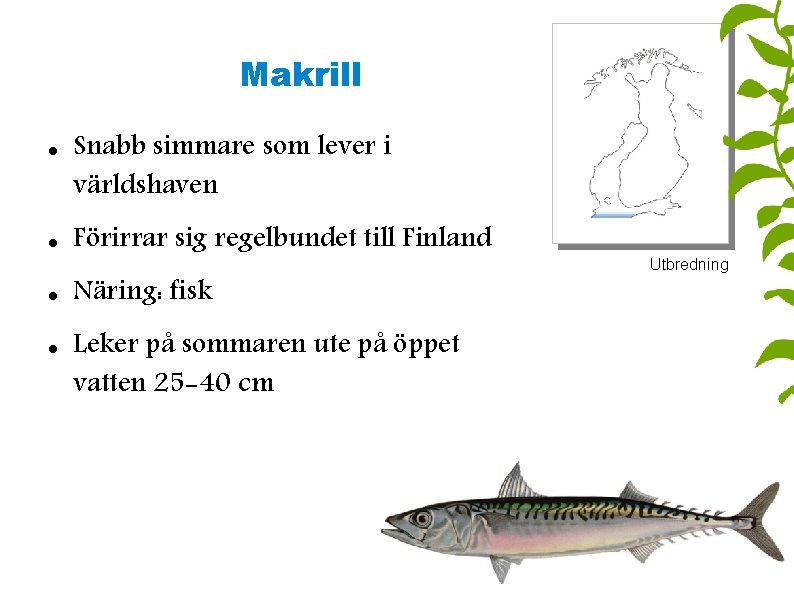 Makrill Snabb simmare som lever i världshaven Förirrar sig regelbundet till Finland Näring: fisk