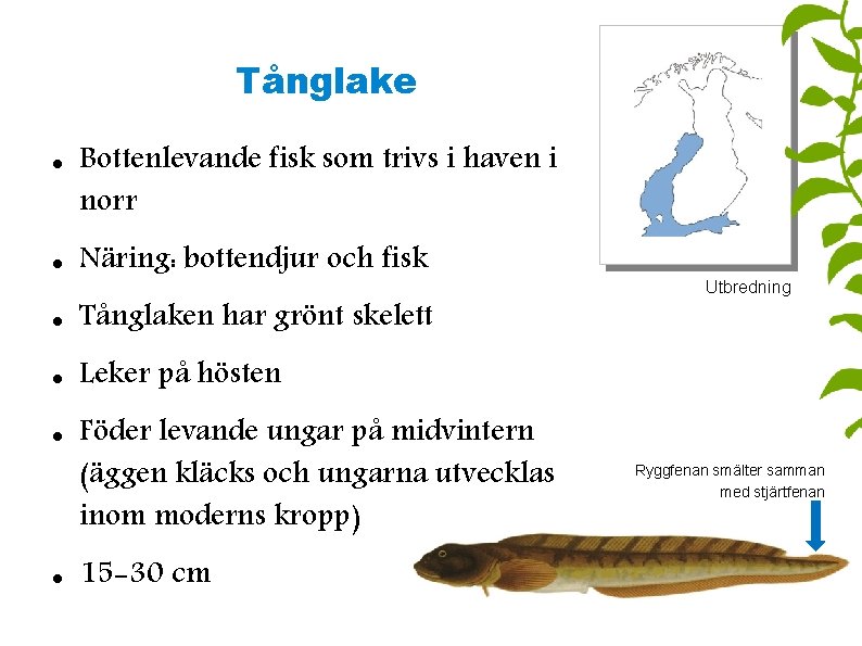 Tånglake Bottenlevande fisk som trivs i haven i norr Näring: bottendjur och fisk Tånglaken