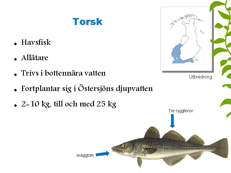 Torsk Havsfisk Allätare Trivs i bottennära vatten Fortplantar sig i Östersjöns djupvatten 2 -10
