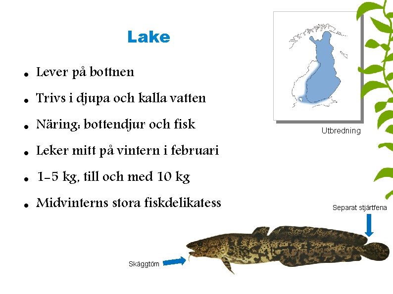 Lake Lever på bottnen Trivs i djupa och kalla vatten Näring: bottendjur och fisk