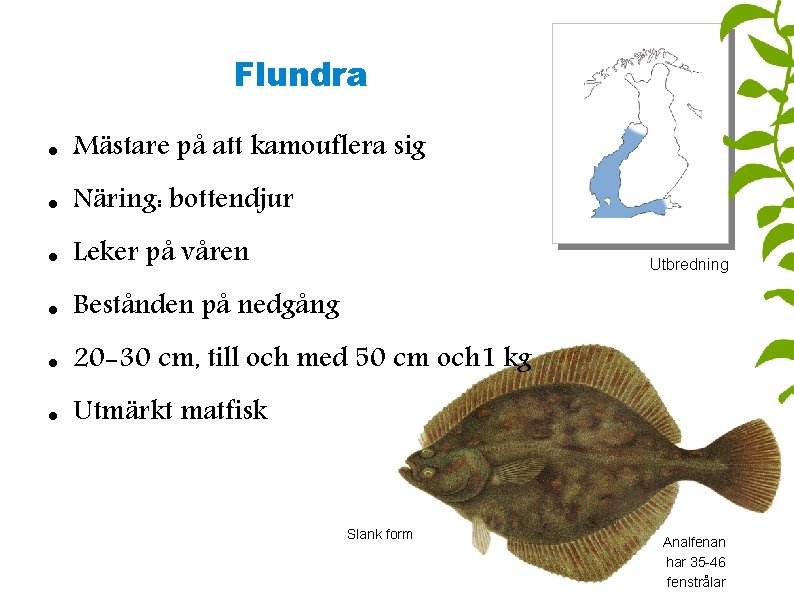 Flundra Mästare på att kamouflera sig Näring: bottendjur Leker på våren Bestånden på nedgång