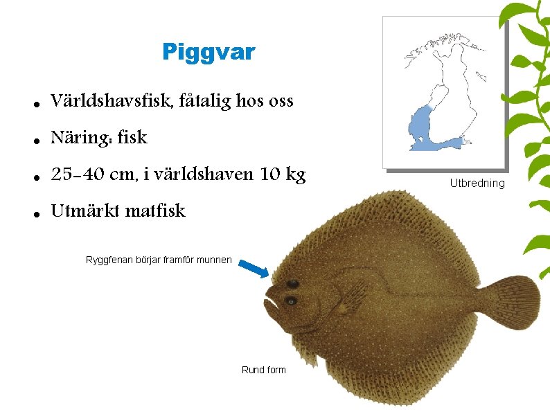 Piggvar Världshavsfisk, fåtalig hos oss Näring: fisk 25 -40 cm, i världshaven 10 kg