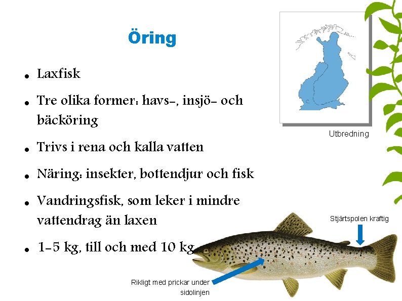 Öring Laxfisk Tre olika former: havs-, insjö- och bäcköring Trivs i rena och kalla