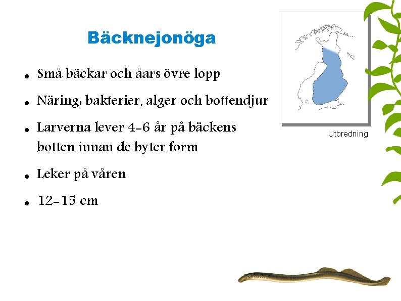 Bäcknejonöga Små bäckar och åars övre lopp Näring: bakterier, alger och bottendjur Larverna lever