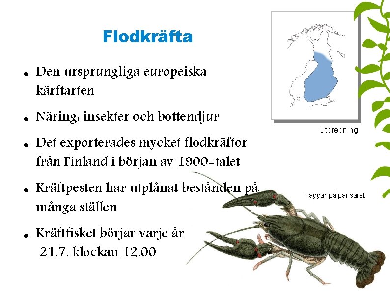 Flodkräfta Den ursprungliga europeiska kärftarten Näring: insekter och bottendjur Det exporterades mycket flodkräftor från