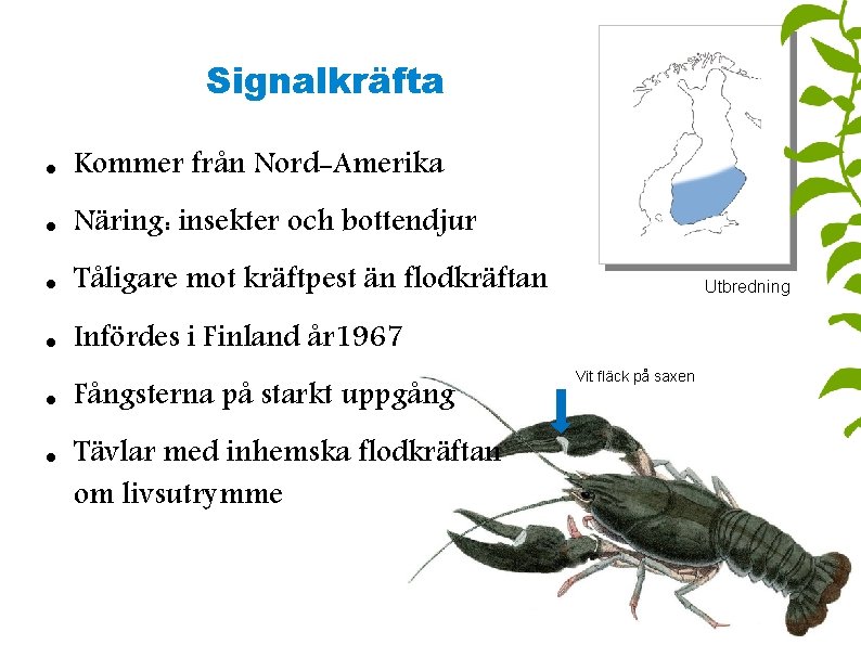 Signalkräfta Kommer från Nord-Amerika Näring: insekter och bottendjur Tåligare mot kräftpest än flodkräftan Infördes