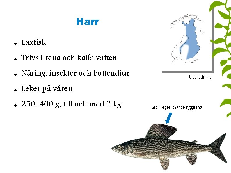 Harr Laxfisk Trivs i rena och kalla vatten Näring: insekter och bottendjur Leker på
