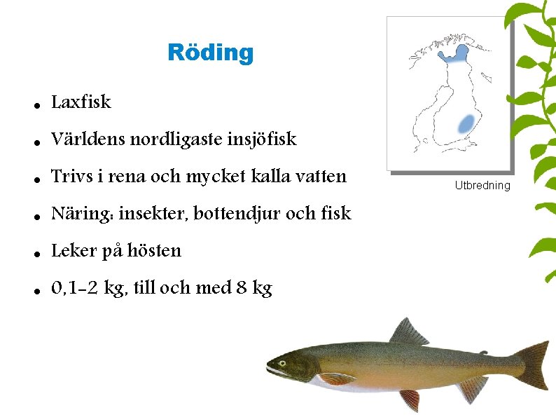 Röding Laxfisk Världens nordligaste insjöfisk Trivs i rena och mycket kalla vatten Näring: insekter,