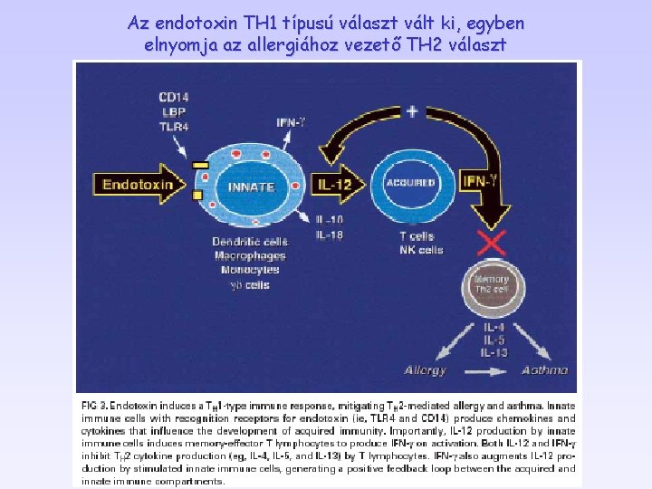 Az endotoxin TH 1 típusú választ vált ki, egyben elnyomja az allergiához vezető TH Az endotoxin TH 1 típusú választ vált ki, egyben elnyomja az allergiához vezető TH